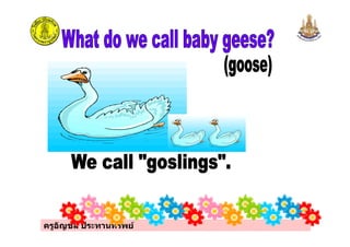 ครูอัญชลี ประทานทรัพย
 