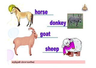 ครูอัญชลี ประทานทรัพย
 