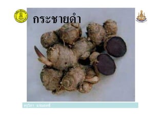 กระชายดํา
ครูวิภา แจ่มฤทธิครูวิภา แจ่มฤทธิ
 