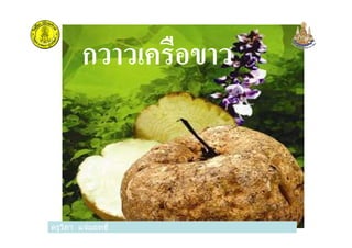 กวาวเครือขาว
ครูวิภา แจ่มฤทธิครูวิภา แจ่มฤทธิ
 