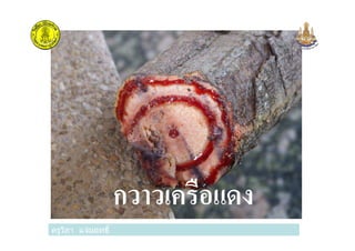 ครูวิภา แจ่มฤทธิ
กวาวเครือแดง
ครูวิภา แจ่มฤทธิ
 