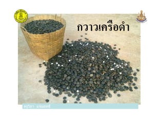 กวาวเครือดํา
ครูวิภา แจ่มฤทธิครูวิภา แจ่มฤทธิ
 