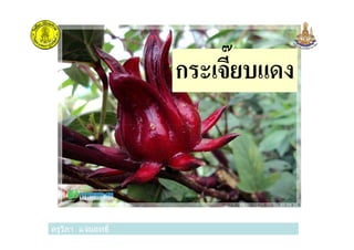 กระเจี8ยบแดง
ครูวิภา แจ่มฤทธิครูวิภา แจ่มฤทธิ
 