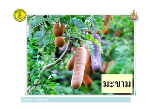 ครูวิภา แจ่มฤทธิ
มะขาม
ครูวิภา แจ่มฤทธิ
 