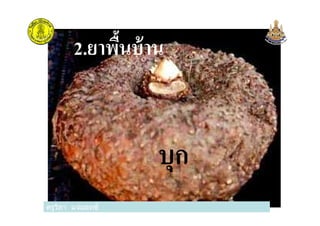 2.ยาพืนบ้าน
ครูวิภา แจ่มฤทธิ
บุก
ครูวิภา แจ่มฤทธิ
 