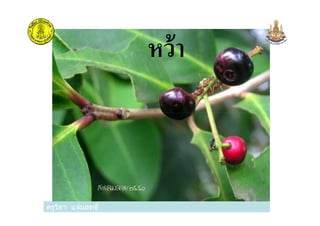 หว้า
ครูวิภา แจ่มฤทธิครูวิภา แจ่มฤทธิ
 