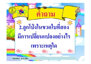 คําถาม
2.ลูกโป่ งในขวดใบที%สอง
มีการเปลี%ยนแปลงอย่างไร
2.ลูกโป่ งในขวดใบที%สอง
มีการเปลี%ยนแปลงอย่างไร
เพราะเหตุใด
ครูกชกร ธาราชีพ
 