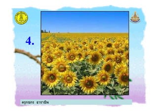 4.
ครูกชกร ธาราชีพ
 