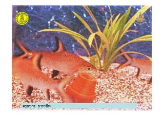 ครูกชกร ธาราชีพ
 