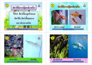 สัตว์ทีมีการปฏิสนธิภายใน
ได้แก่ สัตว์เลี(ยงลูกด้วยนมได้แก่ สัตว์เลี(ยงลูกด้วยนม
สัตว์ปีก สัตว์เลื(อยคลาน
ครูธิดารัตน์ เมฆหมอก
สัตว์ปีก สัตว์เลื(อยคลาน
และปลาบางชนิด
ครูธิดารัตน์ เมฆหมอก
ปลาทีมีการปฏิสนธิภายใน
ครูธิดารัตน์ เมฆหมอก
ปลาหางนกยูง ปลาสอด
ครูธิดารัตน์ เมฆหมอก
ครูธิดารัตน์ เมฆหมอก
ปลาสายรุ้ง ปลาเข็ม
ครูธิดารัตน์ เมฆหมอก ครูธิดารัตน์ เมฆหมอก
ปลามิดไนท์ ปลาฉลาม
ครูธิดารัตน์ เมฆหมอก
 