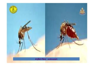 ครูธิดารัตน์ เมฆหมอกครูธิดารัตน์ เมฆหมอก
 