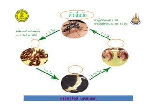 ตัวเต็มวัย
ครูธิดารัตน์ เมฆหมอก
 