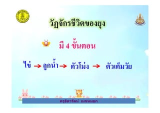 วัฏจักรชีวิตของยุง
มี 4 ขันตอน
ครูธิดารัตน์ เมฆหมอก
ไข่ ลูกนํา ตัวโม่ง ตัวเต็มวัย
ครูธิดารัตน์ เมฆหมอก
 