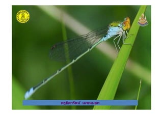 ครูธิดารัตน์ เมฆหมอกครูธิดารัตน์ เมฆหมอก
 