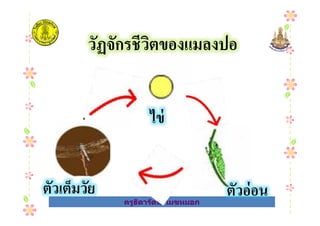ไข่
วัฏจักรชีวิตของแมลงปอ
ครูธิดารัตน์ เมฆหมอก
ไข่
ตัวอ่อนตัวเต็มวัย
 