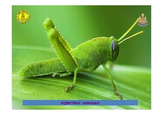 ครูธิดารัตน์ เมฆหมอกครูธิดารัตน์ เมฆหมอก
 