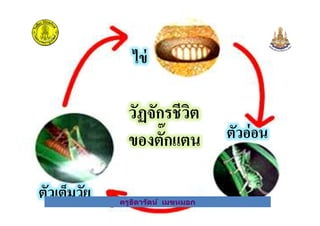 ไข่
วัฏจักรชีวิต
ครูธิดารัตน์ เมฆหมอก
ตัวอ่อน
ตัวเต็มวัย
วัฏจักรชีวิต
ของตั3กแตน
ครูธิดารัตน์ เมฆหมอก
 