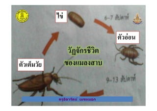 วัฏจักรชีวิต
ของแมลงสาบ
ไข่
ตัวอ่อน
ครูธิดารัตน์ เมฆหมอก
วัฏจักรชีวิต
ของแมลงสาบตัวเต็มวัย
ครูธิดารัตน์ เมฆหมอก
 