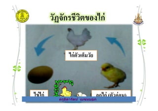 วัฏจักรชีวิตของไก่
ไข่ ตัวอ่อน ตัวเต็มวัย
ไก่ตัวเต็มวัย
ครูธิดารัตน์ เมฆหมอก
ไข่ ตัวอ่อน ตัวเต็มวัย
ไก่ตัวเต็มวัย
ลูกไก่ (ตัวอ่อน)ไข่ไก่
ครูธิดารัตน์ เมฆหมอก
 