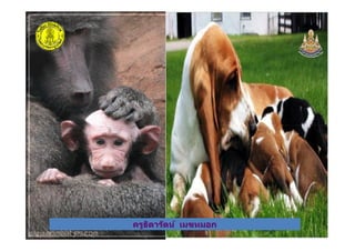 ครูธิดารัตน์ เมฆหมอกครูธิดารัตน์ เมฆหมอก
 