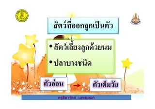 สัตว์ที*ออกลูกเป็นตัว
•สัตว์เลียงลูกด้วยนม•สัตว์เลียงลูกด้วยนม
ครูธิดารัตน์ เมฆหมอก
สัตว์เลียงลูกด้วยนม
•ปลาบางชนิด
ตัวอ่อน ตัวเต็มวัย
ครูธิดารัตน์ เมฆหมอก
 