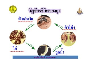 วัฏจักรชีวิตของยุง
ตัวโม่ง
ตัวเต็มวัย
....................
....................
ครูธิดารัตน์ เมฆหมอก
ไข่
ลูกนํา....................
....................ครูธิดารัตน์ เมฆหมอก
 