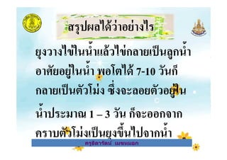 สรุปผลได้ว่าอย่างไร
ยุงวางไข่ในนําแล้วไข่กลายเป็นลูกนํา
อาศัยอยู่ในนํา พอโตได้ 7-10 วันก็
กลายเป็นตัวโม่ง ซึ*งจะลอยตัวอยู่ใน
ครูธิดารัตน์ เมฆหมอก
อาศัยอยู่ในนํา พอโตได้ 7-10 วันก็
กลายเป็นตัวโม่ง ซึ*งจะลอยตัวอยู่ใน
นําประมาณ 1 – 3 วัน ก็จะออกจาก
คราบตัวโม่งเป็นยุงขึนไปจากนําครูธิดารัตน์ เมฆหมอก
 