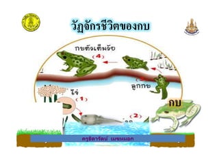 วัฏจักรชีวิตของกบ
ครูธิดารัตน์ เมฆหมอก
กบ
ครูธิดารัตน์ เมฆหมอก
 