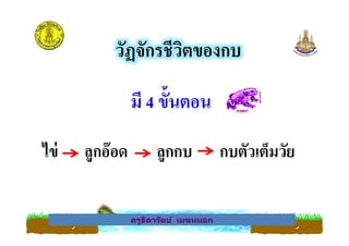 วัฏจักรชีวิตของกบ
มี 4 ขันตอน
ครูธิดารัตน์ เมฆหมอก
ไข่ ลูกอ๊อด ลูกกบ กบตัวเต็มวัย
ครูธิดารัตน์ เมฆหมอก
 