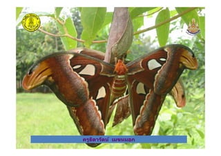 ครูธิดารัตน์ เมฆหมอกครูธิดารัตน์ เมฆหมอก
 