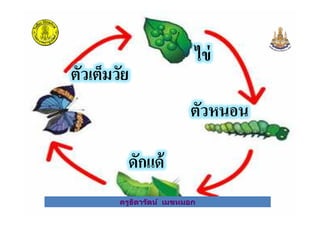 ไข่
ตัวหนอน
ตัวเต็มวัย
ครูธิดารัตน์ เมฆหมอก
ตัวหนอน
ดักแด้
ครูธิดารัตน์ เมฆหมอก
 