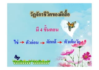 วัฏจักรชีวิตของผีเสือ
มี 4 ขันตอน
ครูธิดารัตน์ เมฆหมอก
ไข่ ตัวอ่อน ดักแด้ ตัวเต็มวัย
 