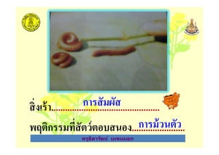ครูธิดารัตน์ เมฆหมอก
สิงเร้า...............................................
พฤติกรรมทีสัตว์ตอบสนอง.......................
การสัมผัส
การม้วนตัว
ครูธิดารัตน์ เมฆหมอก
 