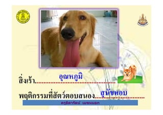 ครูธิดารัตน์ เมฆหมอก
สิงเร้า...............................................
พฤติกรรมทีสัตว์ตอบสนอง.............................
อุณหภูมิ
สุนัขหอบ
ครูธิดารัตน์ เมฆหมอก
 