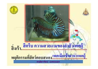 ครูธิดารัตน์ เมฆหมอก
สิงเร้า................................................................
พฤติกรรมทีสัตว์ตอบสนอง..................................
สีครีบ ความสวยงามของลําตัวเพศผู้
เพศเมียเข้ามาหาเพศผู้
ครูธิดารัตน์ เมฆหมอก
 