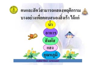 คนและสัตว์สามารถแสดงพฤติกรรม
บางอย่างเพือตอบสนองสิงเร้า ได้แก่
อาหาร
นํ&า
ครูธิดารัตน์ เมฆหมอก
แสง
อุณหภูมิ
อาหาร
สัมผัส
ครูธิดารัตน์ เมฆหมอก
 