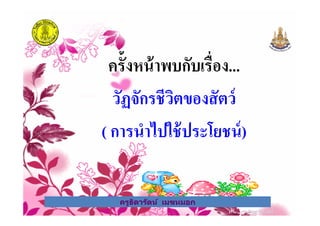 ครั&งหน้าพบกับเรือง...
วัฏจักรชีวิตของสัตว์
ครูธิดารัตน์ เมฆหมอก
วัฏจักรชีวิตของสัตว์
( การนําไปใช้ประโยชน์)
ครูธิดารัตน์ เมฆหมอก
 