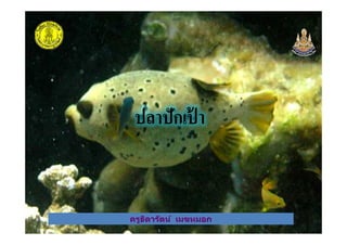 ปลาปักเป้ า
ครูธิดารัตน์ เมฆหมอก
ปลาปักเป้ า
ครูธิดารัตน์ เมฆหมอก
 