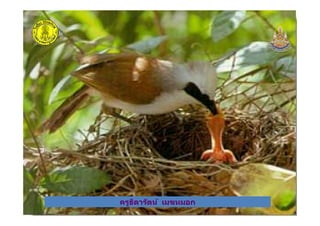 ครูธิดารัตน์ เมฆหมอกครูธิดารัตน์ เมฆหมอก
 