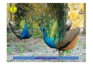 ครูธิดารัตน์ เมฆหมอกครูธิดารัตน์ เมฆหมอก
 