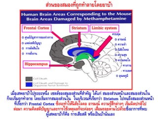 Frontal Cortex
O ศูนย์บัญชาการของร่างกาย
O แหล่งสติปัญญา
O การตัดสินใจ
O การสั่งงาน
Hippocampus
Striatum Limbic system
ควบคุม
O อารมณ์
O ความจา
O นิสัยใจคอ
O ความสุข
O ความพอใจ
- ทางกาย
- ทางเพศ
O อุณหภูมิ
ส่วนของสมองที่ถูกทาลายโดยยาบ้า
เมื่อเสพยาบ้าไประยะหนึ่ง เซลล์ของสมองส่วนที่สาคัญ ได้แก่ สมองส่วนหน้าและสมองส่วนใน
ก็จะเริ่มถูกทาลาย โดยเริ่มจากสมองส่วนใน ในบริเวณที่เรียกว่า Striatum ไปจนถึงสมองส่วนหน้า
ที่เรียกว่า Frontal Cortex ซึ่งจะทาให้นิสัยใจคอ อารมณ์ ความรู้สึกต่างๆ เริ่มผิดปกติไป
ต่อมา ความคิดสติปัญญาและการใช้เหตุผลก็จะค่อยๆ เสื่อมถอยตามไปด้วยซึ่งอาการที่พบ
ผู้เสพยาบ้าก็คือ การเสียสติ หรือเป็นบ้านั่นเอง
 