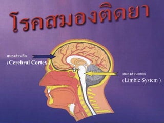 สมองส่วนอยาก
( Limbic System )
สมองส่วนคิด
( Cerebral Cortex )
 