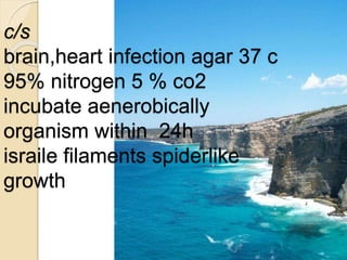 c/s
brain,heart infection agar 37 c
95% nitrogen 5 % co2
incubate aenerobically
organism within 24h
israile filaments spiderlike
growth
 