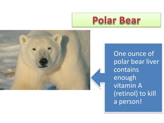 One ounce of
polar bear liver
contains
enough
vitamin A
(retinol) to kill
a person!
 