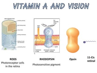 Photoreceptor cells
in the retina
Photosensitive pigment
RHODOPSINRODS Opsin
11-Cis
retinal
 