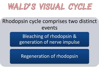 Rhodopsin cycle comprises two distinct
events
Bleaching of rhodopsin &
generation of nerve impulse
Regeneration of rhodopsin
 