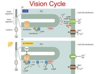Vision Cycle
 