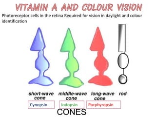 Photoreceptor cells in the retina Required for vision in daylight and colour
identification
PorphyropsinIodopsinCynopsin
CONES
 