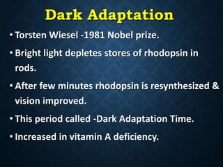 Dark Adaptation
• Torsten Wiesel -1981 Nobel prize.
• Bright light depletes stores of rhodopsin in
rods.
• After few minutes rhodopsin is resynthesized &
vision improved.
• This period called -Dark Adaptation Time.
• Increased in vitamin A deficiency.
 