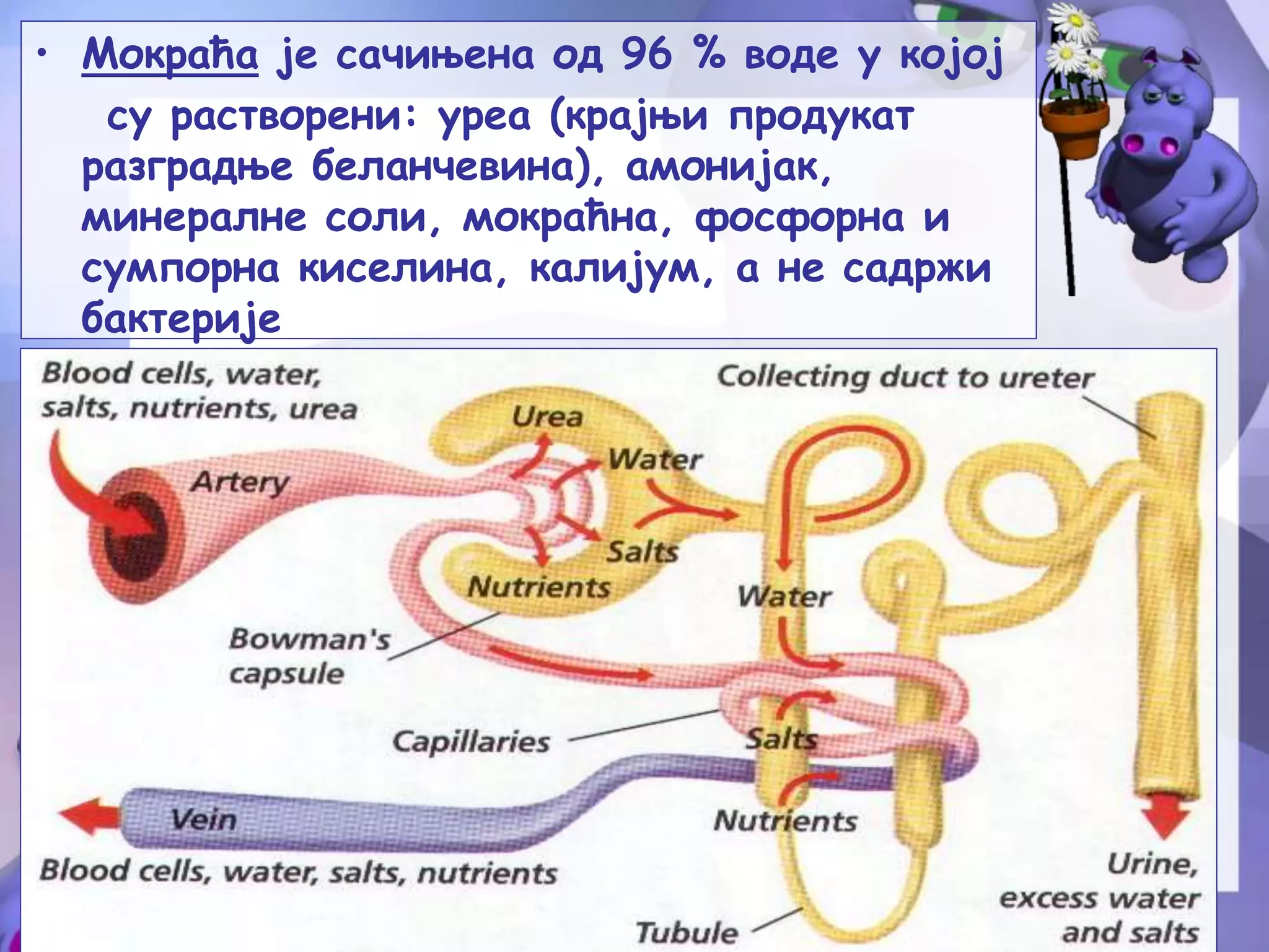 Sistem organa za izlucivanje | PPT